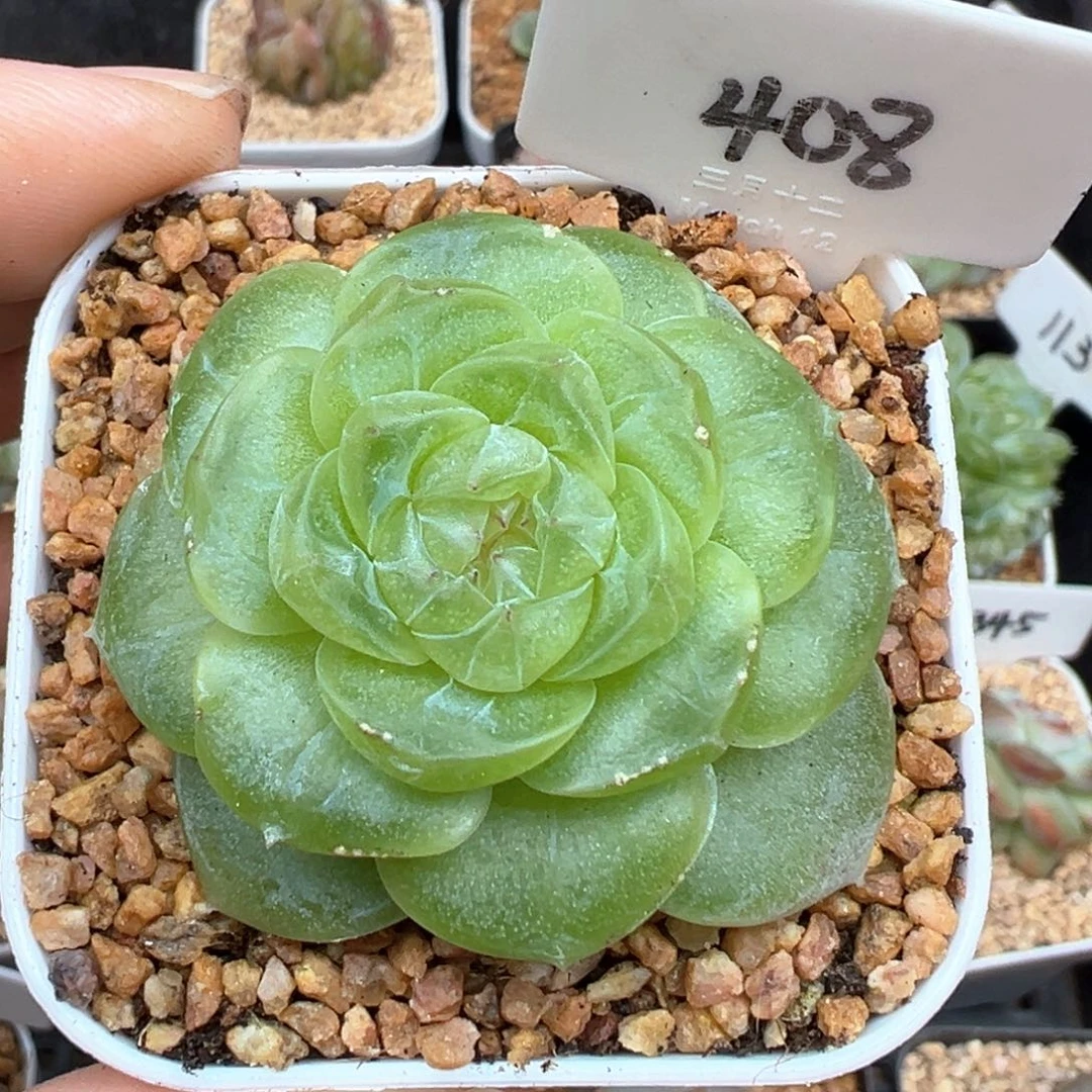 408号风花雪月系列流光