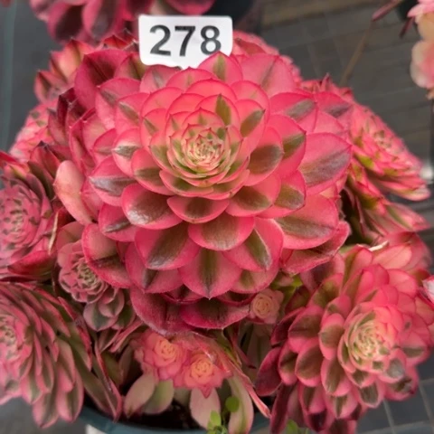 278荔枝20厘米左右