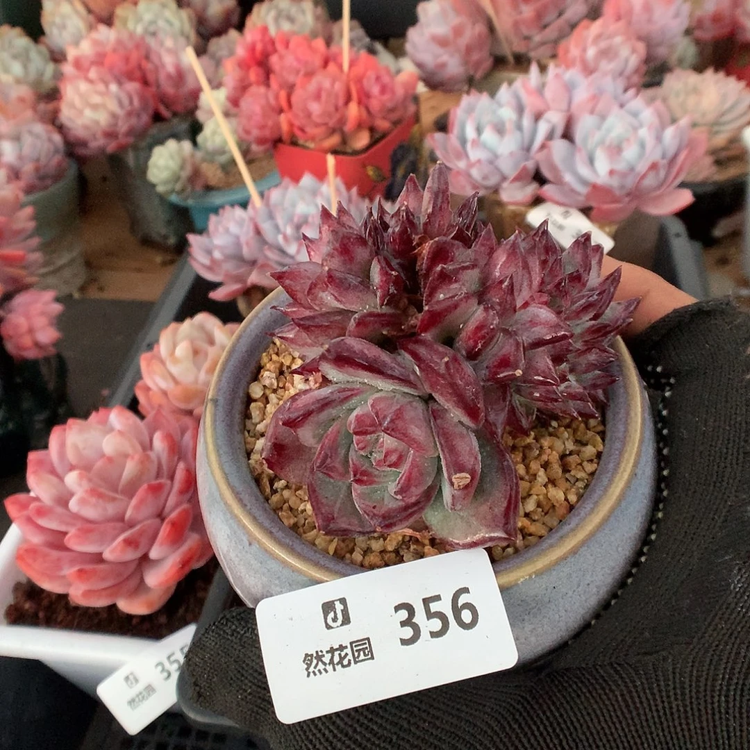 356拉糖缀化缀化6666