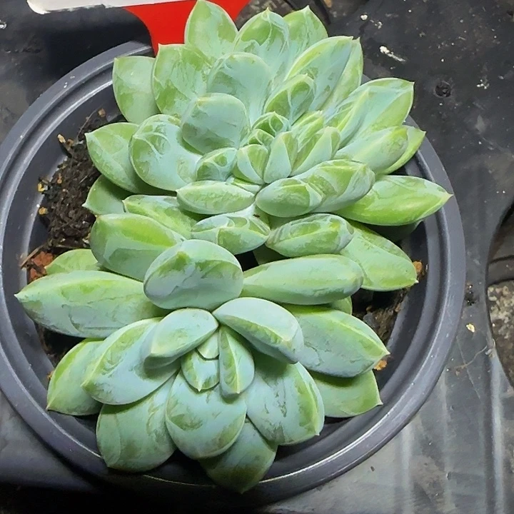 黛菈缀268多肉植物