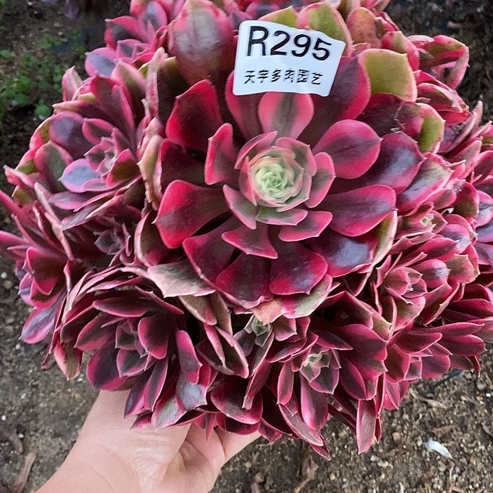 多肉植物女妖295多肉