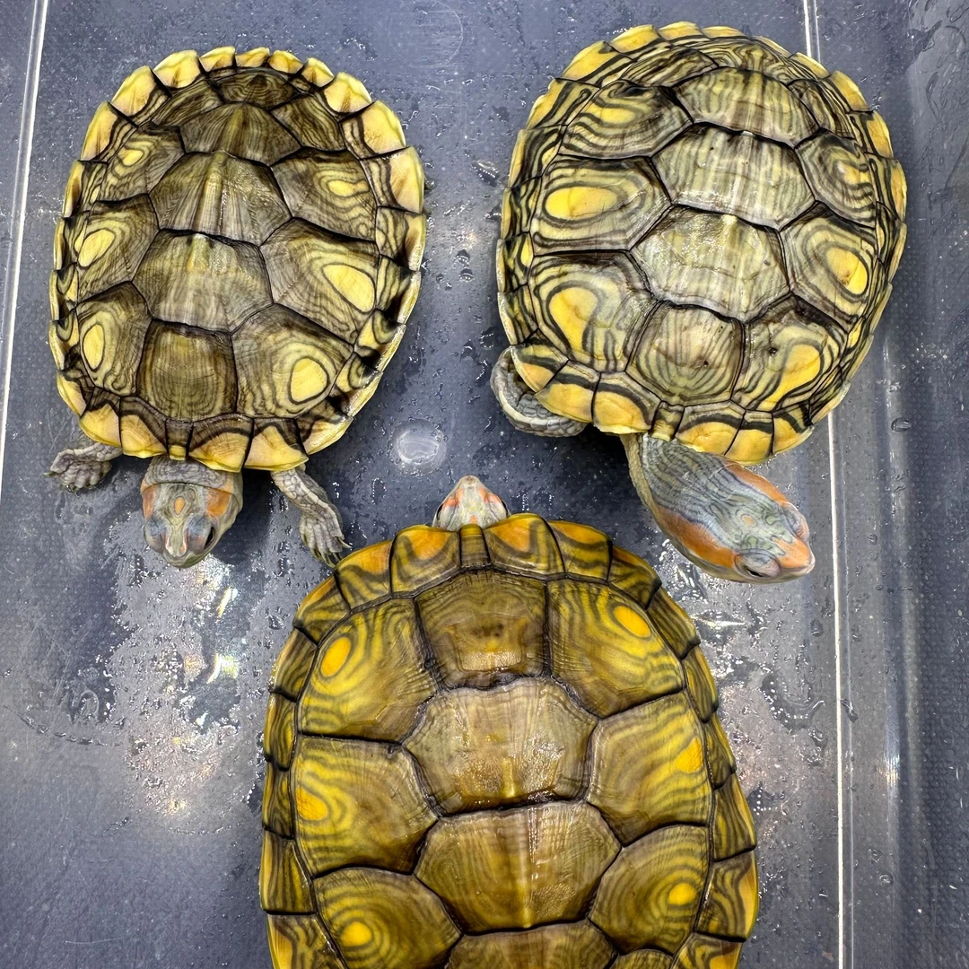 鱼缸龟活体变异巴西龟深水龟直播挑选