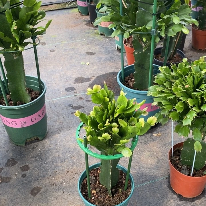 无花朵066嫁接老白重