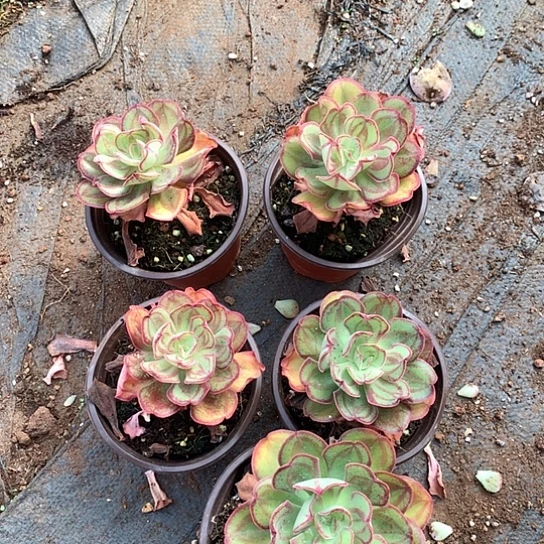 肥牛卷随机发老桩