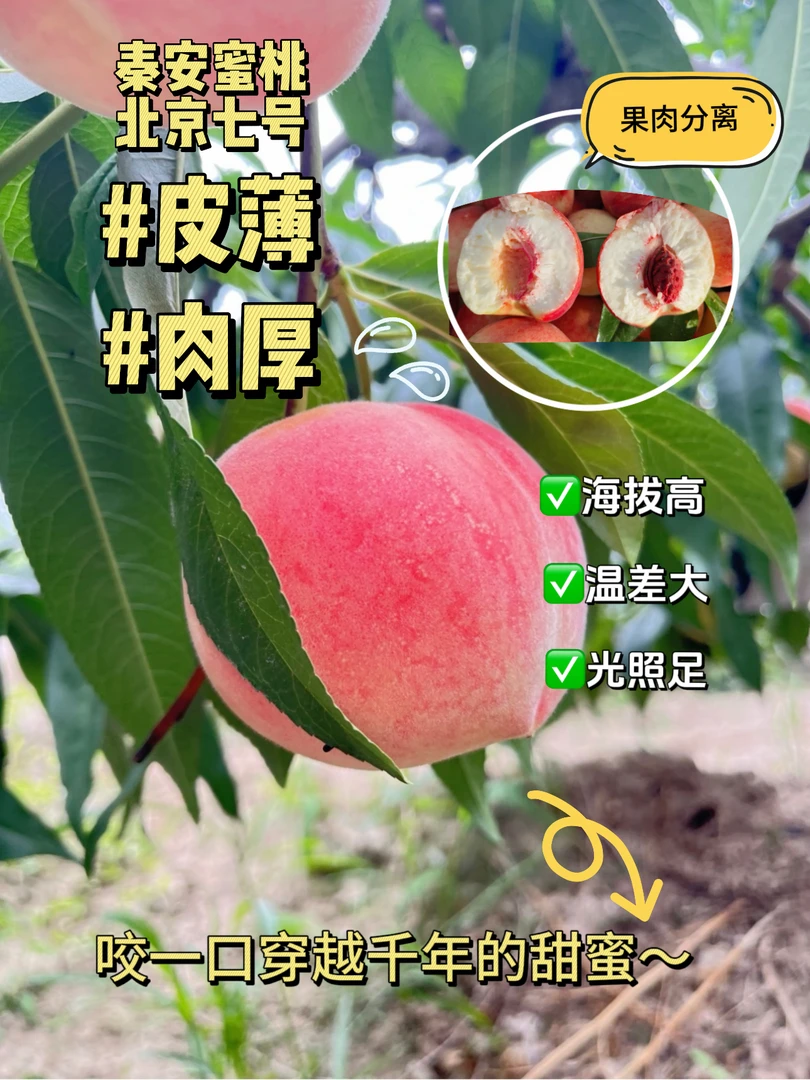 【省内专属】顺丰水果冷链包邮70以上果径秦安水蜜桃北京七号现摘