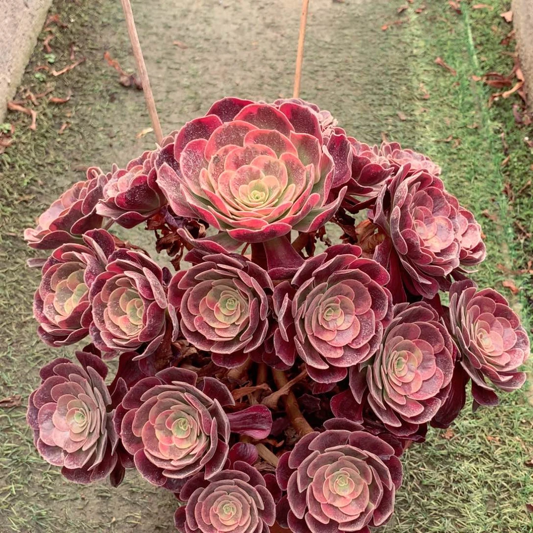 爱神捧花，有点微瑕