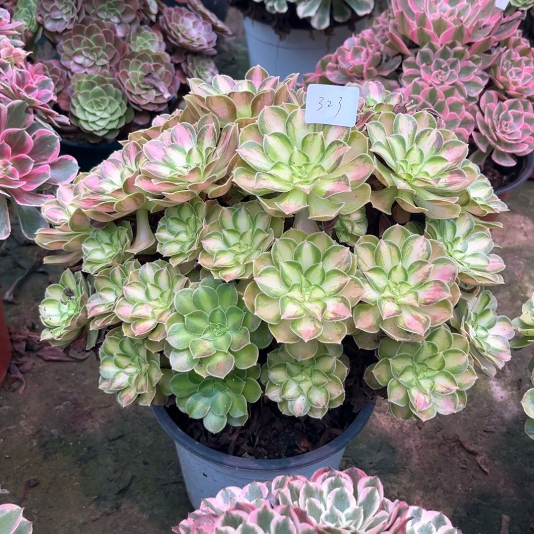 多肉植物韶华00323
