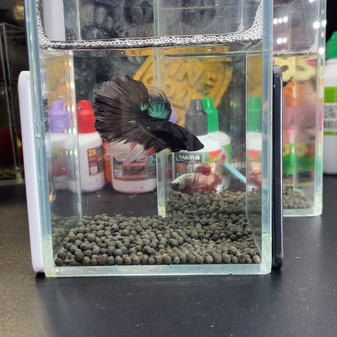 斗鱼54号1026早黑半