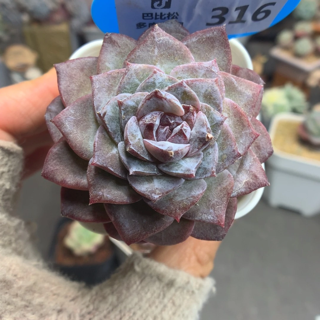 316冰魄石化多肉植物