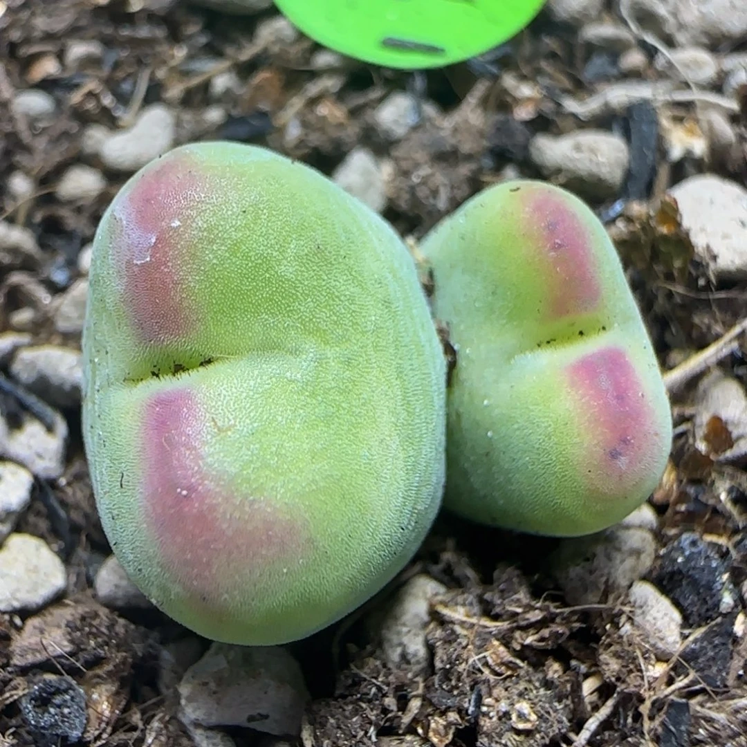 将杂漂亮多肉植物13