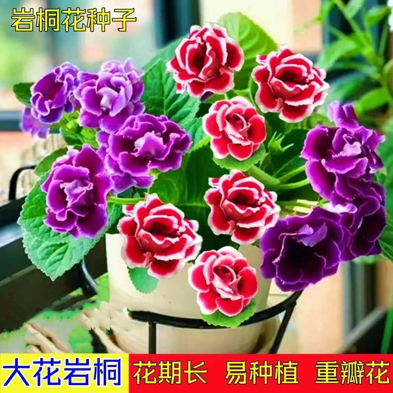 重瓣大岩桐花种子富贵花芙蓉易爆盆植物阳台观赏盆栽四季花草种子