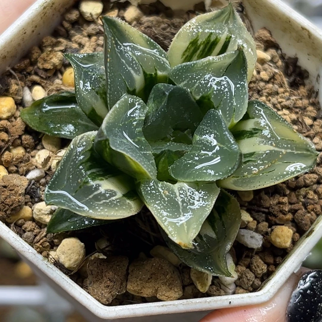 95莫迪卡实生寿锦福利专场