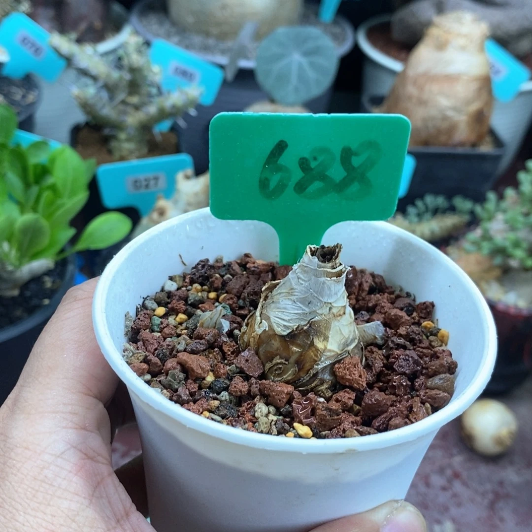 啵叶雪莲多肉植物
