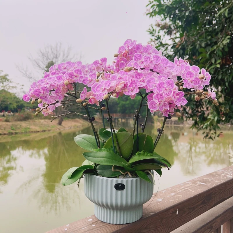 【S+樱花】2.8寸精品蝴蝶兰室内绿植