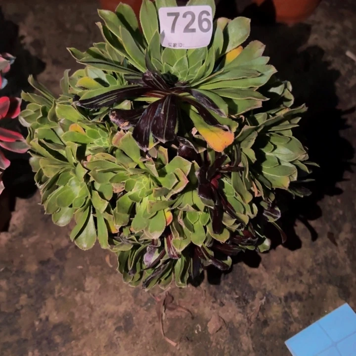 726水墨丹青多肉植物