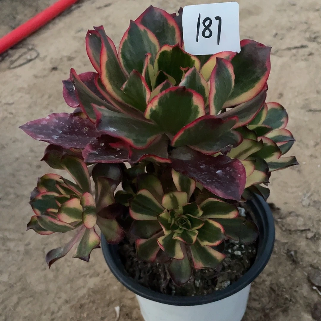 法师植物魅影法师187