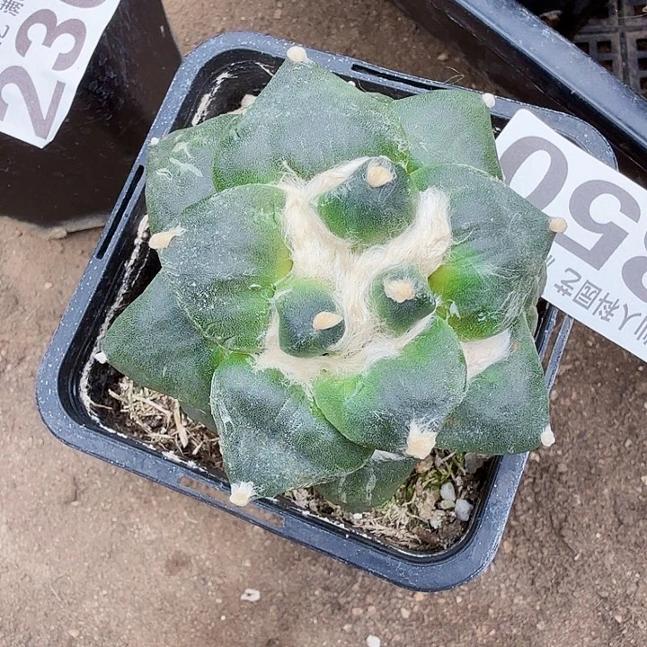 人***）无花朵350大尤怒仙人球