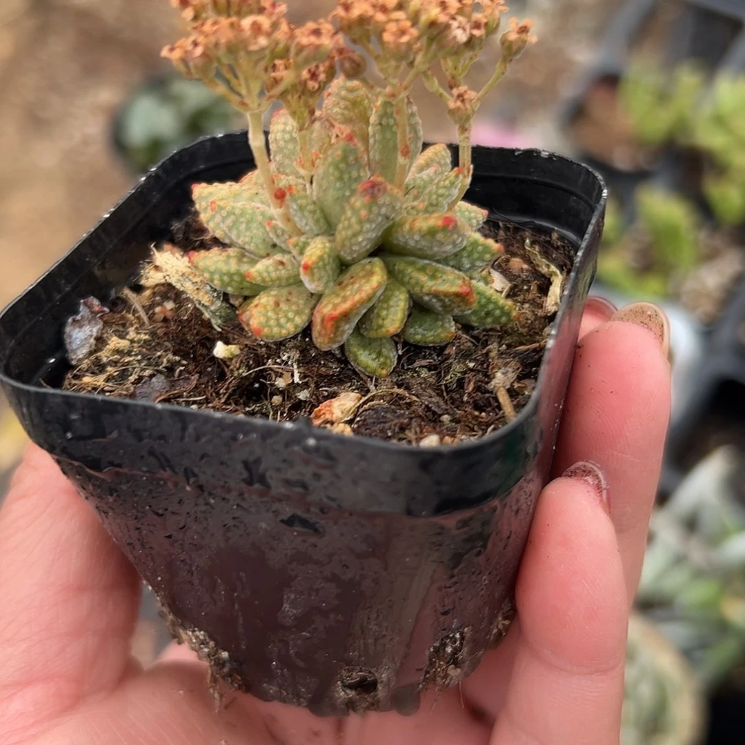 多肉植物火星兔子