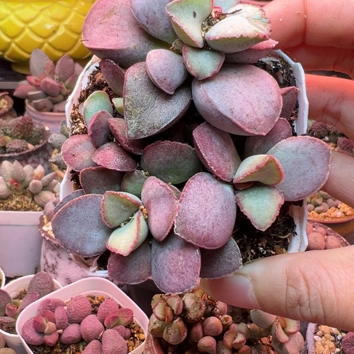 安***萍吉祥如意的一天从早上