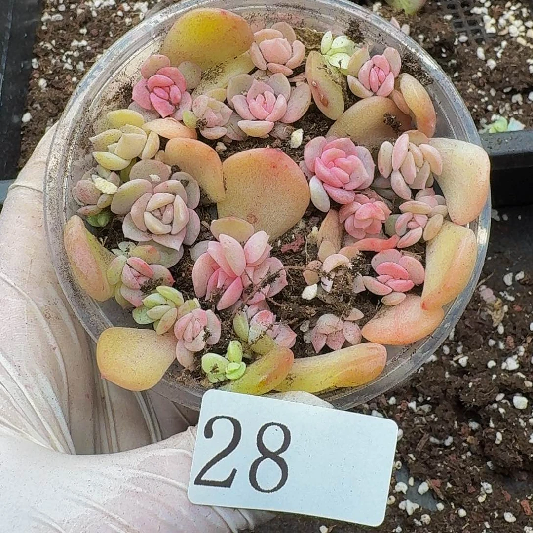 多肉植物多肉植物28