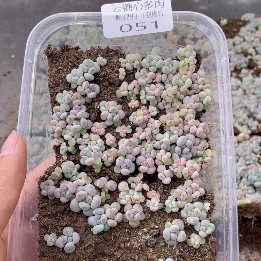 甜****啊云糖心多肉植物51