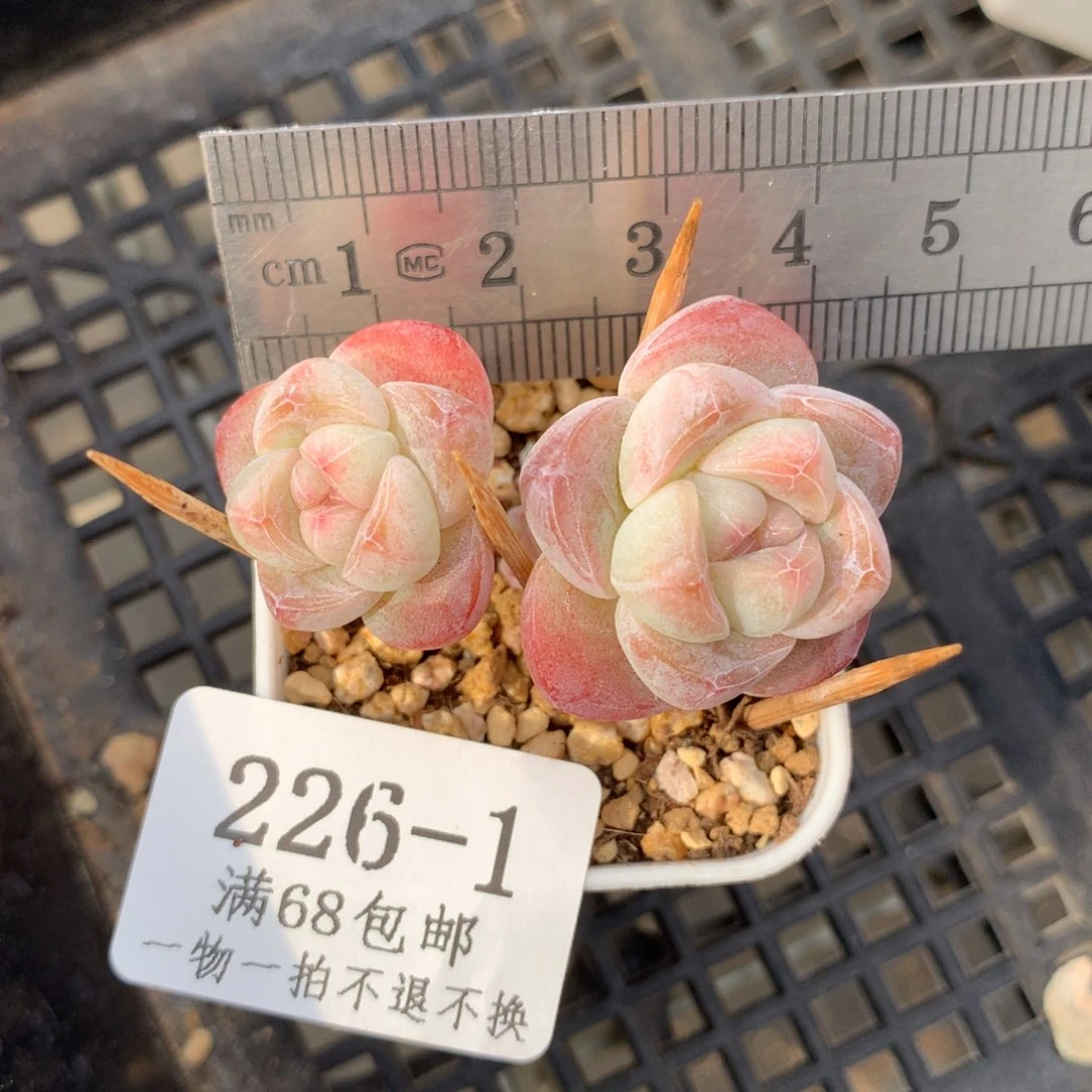 1。长腿小脸糖心冰玉。满六八包邮。