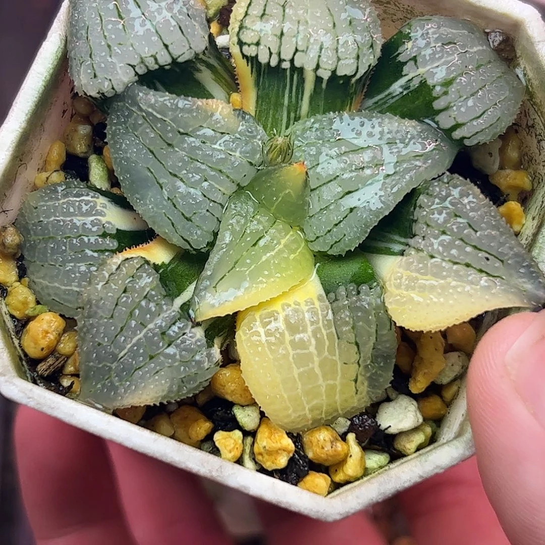 天空之镜母本锦十二