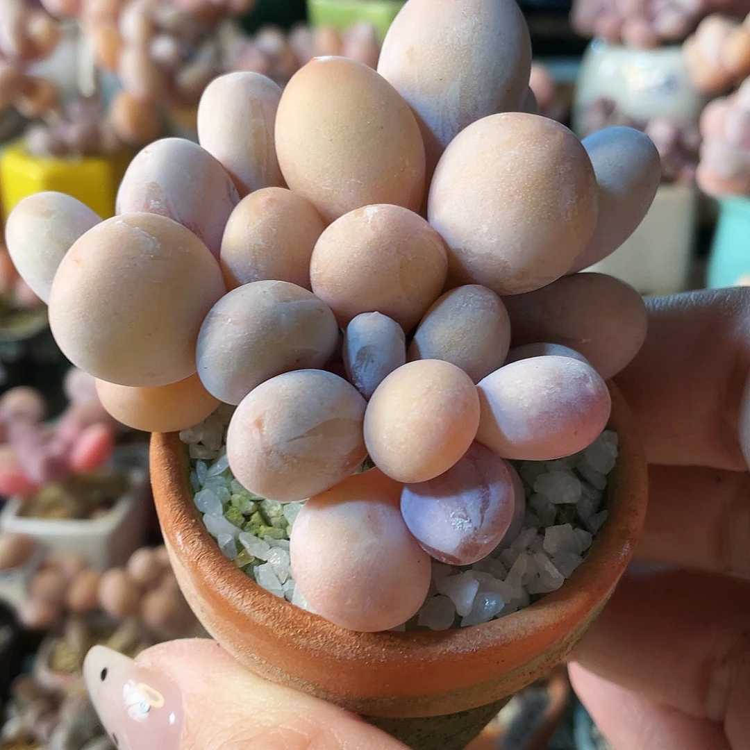 雪****多肉植物的生长发育和生长发育等方面的