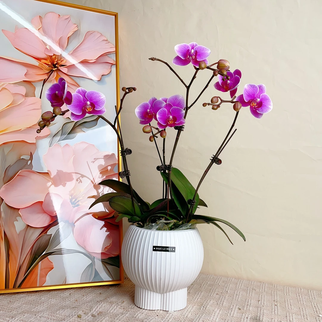 桦艺甄选【桃花】精品蝴蝶兰室内花卉高雅轻奢高级盆栽艺术组盆