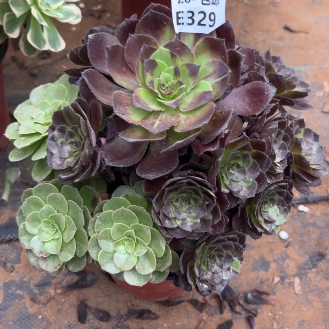 329花花公子，多肉法师