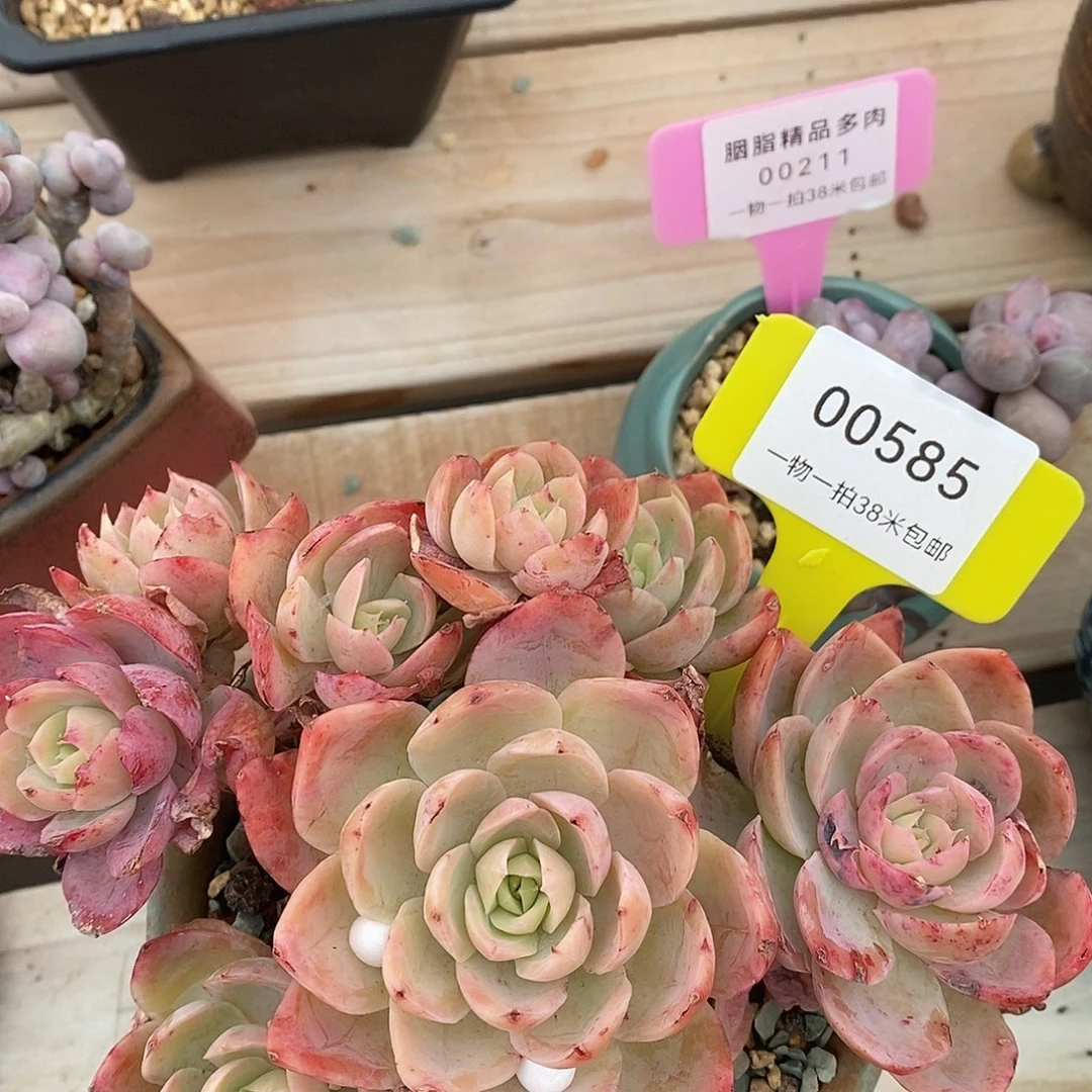 00585，根据咯哦我小雨