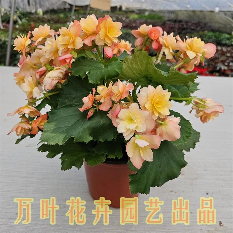 180甜杏【丽格海棠】室内阳台花卉常年开花基地直销颜色全价格优
