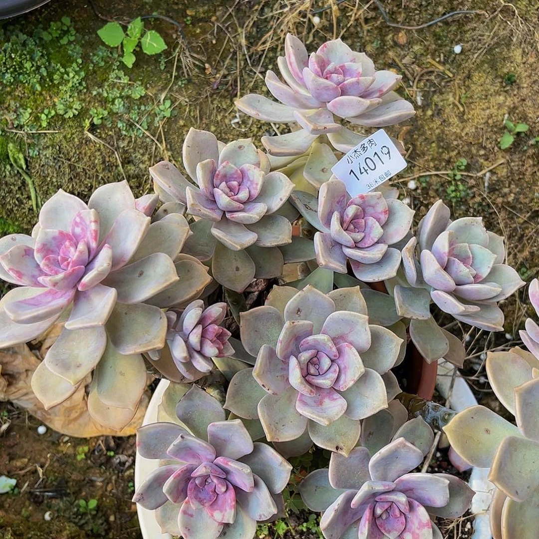 琼**海柴乐群14019