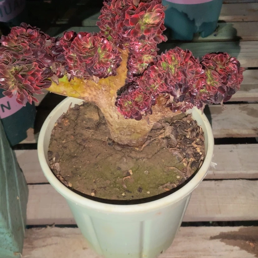 【闪购商品】菩*子美杜莎355