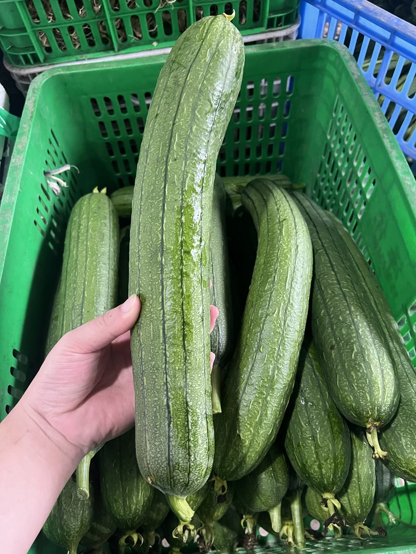 现摘新鲜丝瓜清甜香嫩农家自种当季蔬菜