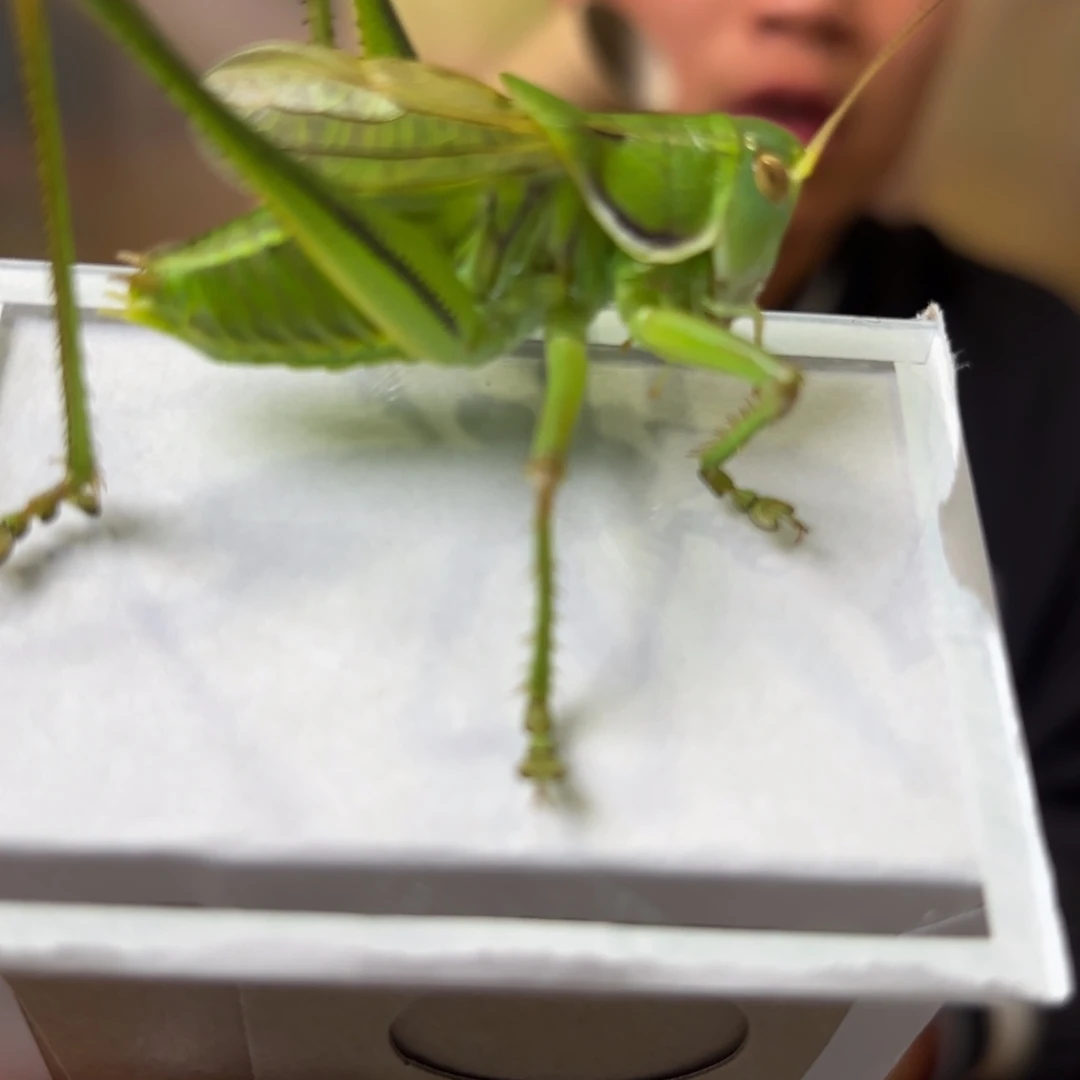 灯***。蝈蝈蝈蝈福福价格