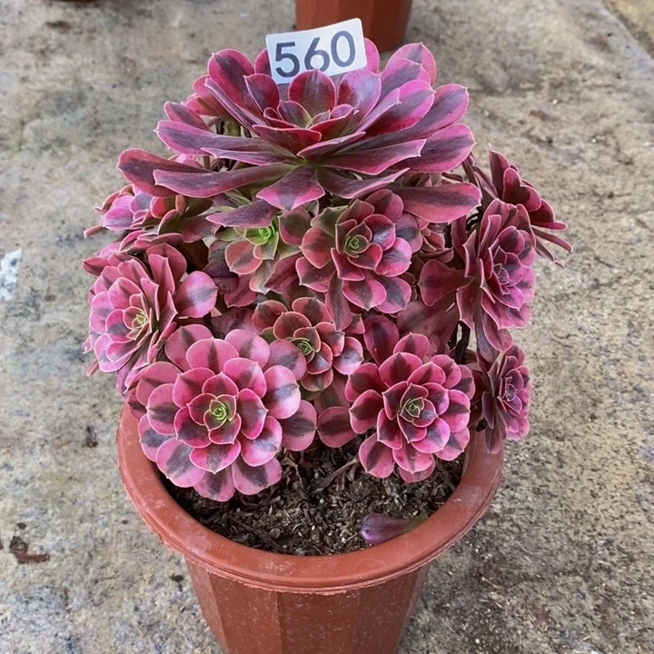 美杜莎多肉植物560