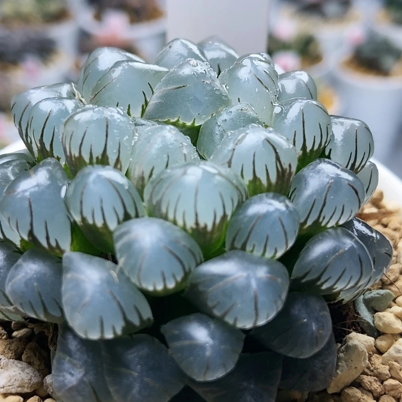 【闪购商品】啷**啷冰灯59