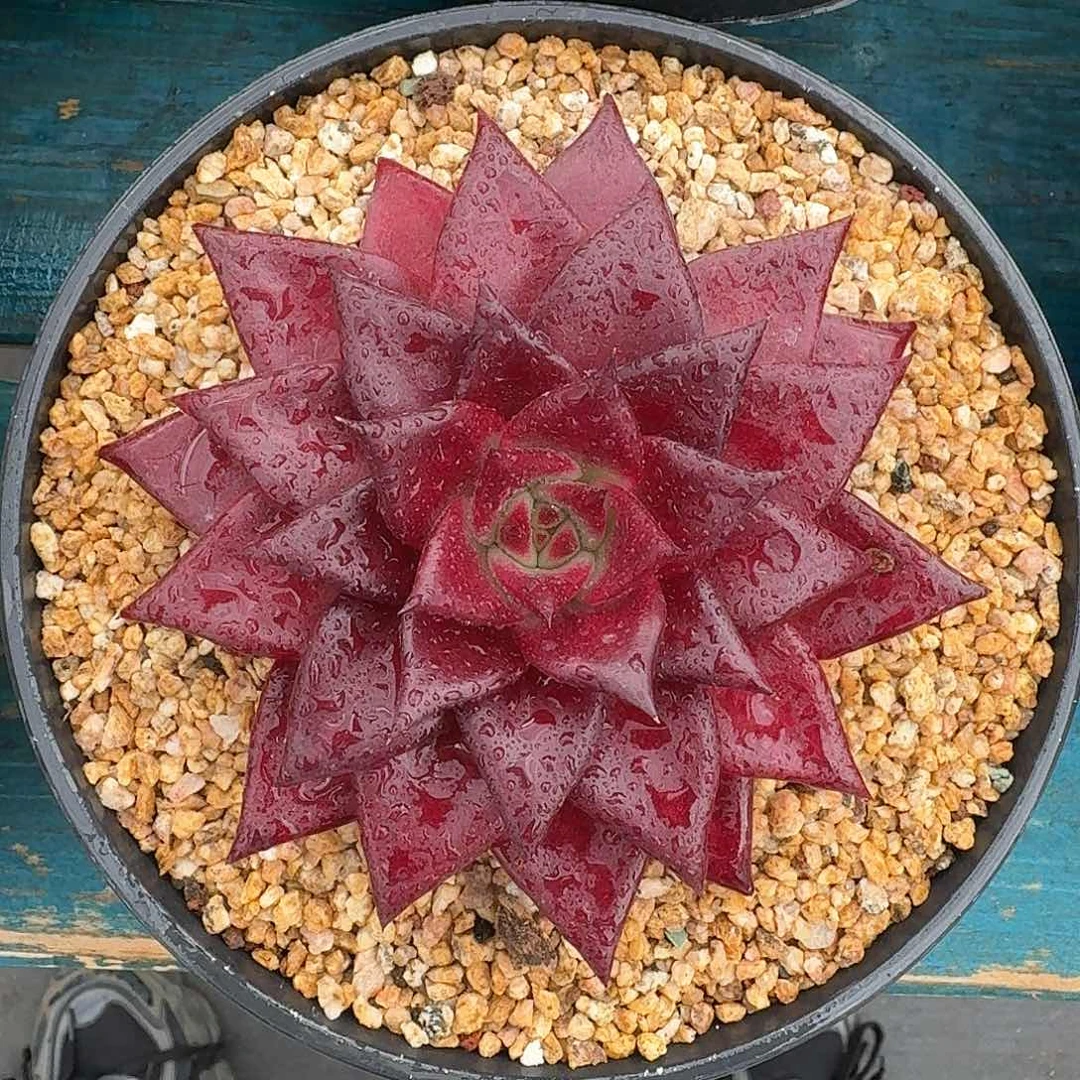 从前慢炖肉编号大罗宾