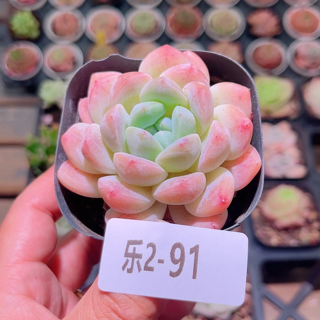 乐然2-91 新品单头