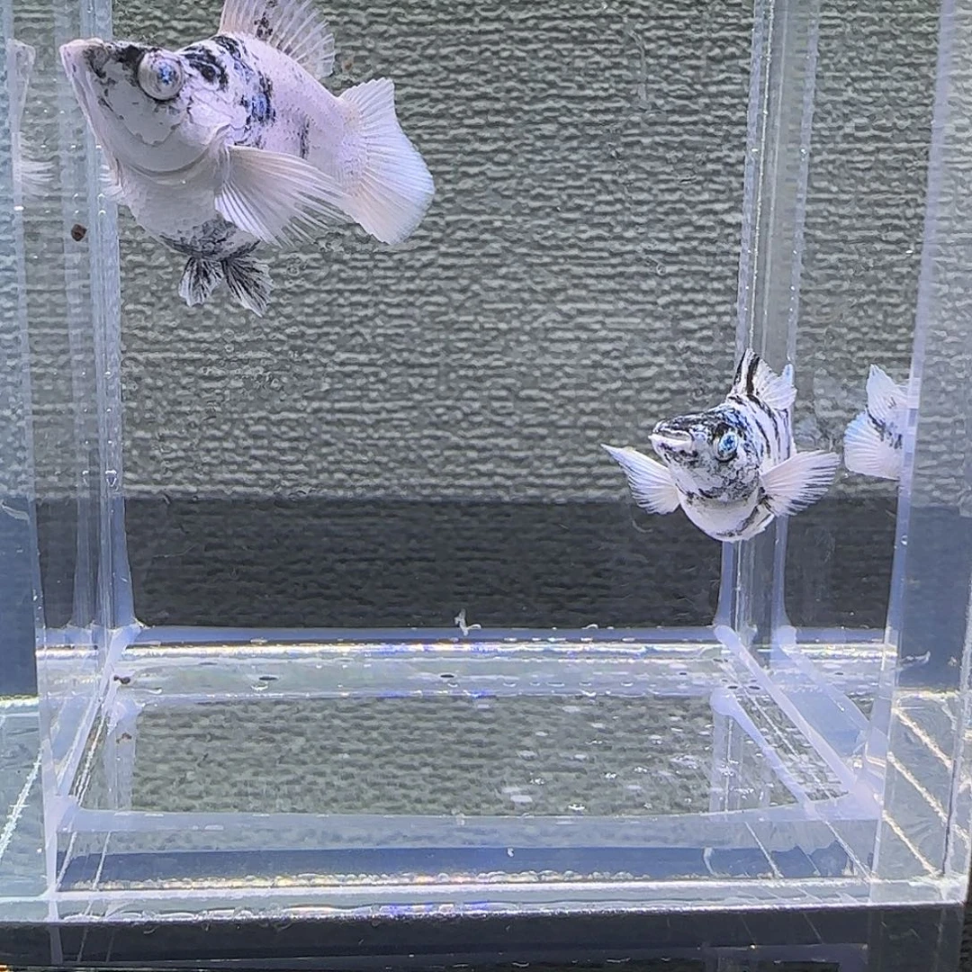 黑玛丽鱼水墨钻石眼