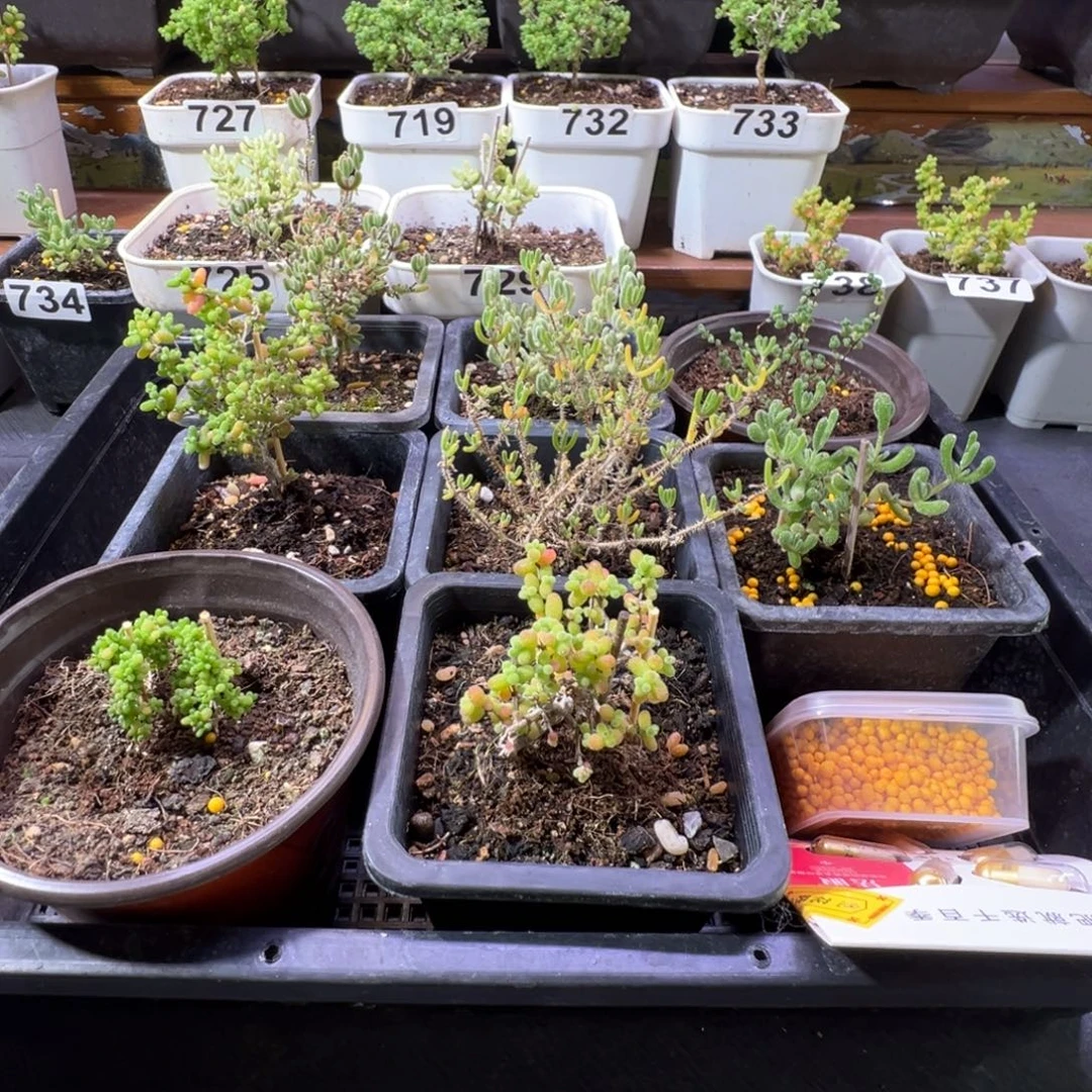 枝干番杏多肉植物745安