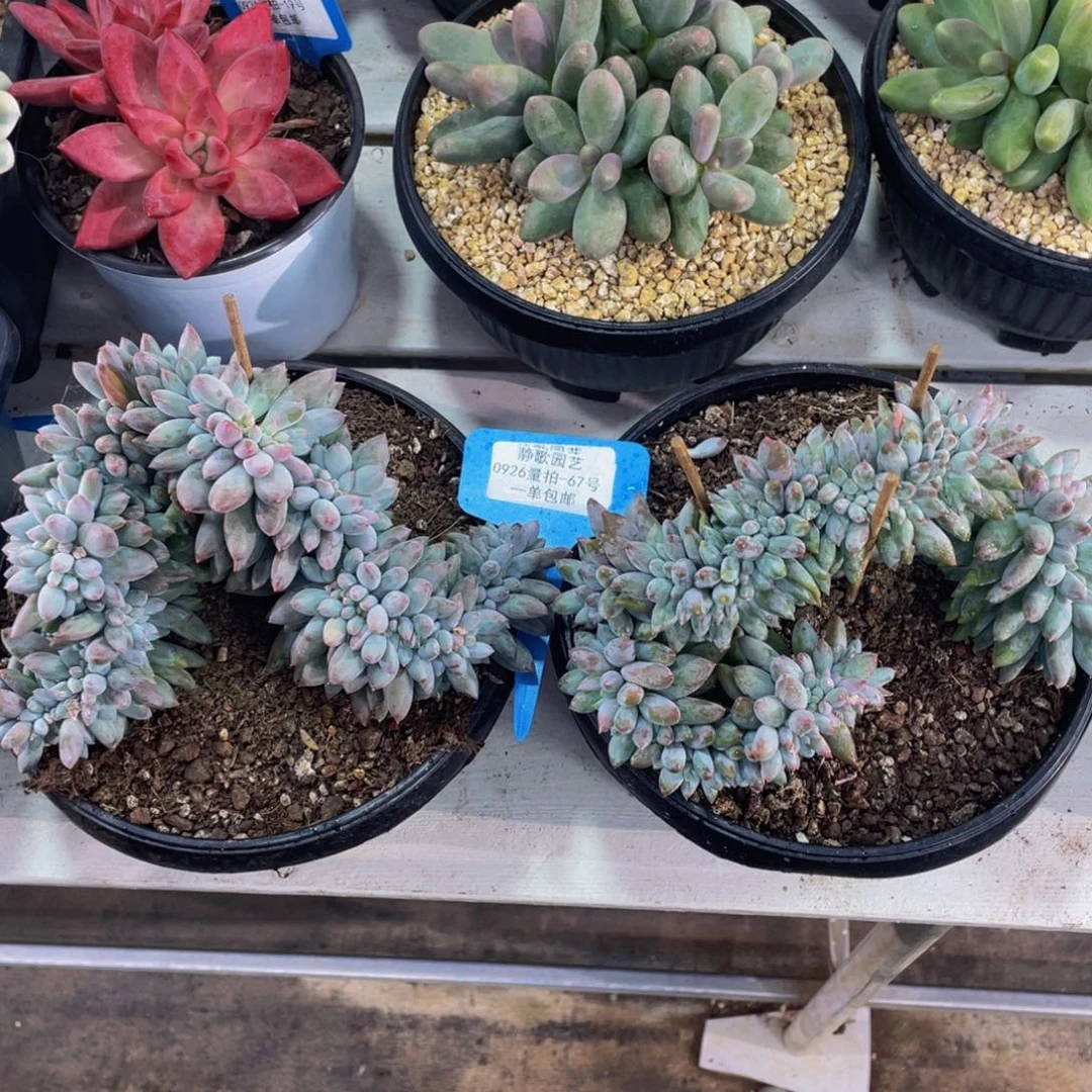 0926-67-所罗门缀化一颗