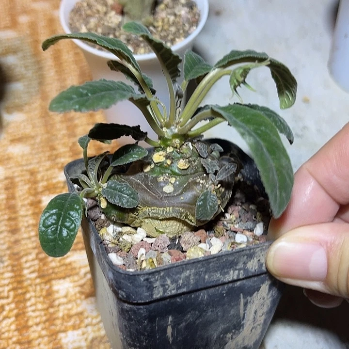 无花朵实生绵叶琉桑一物一拍