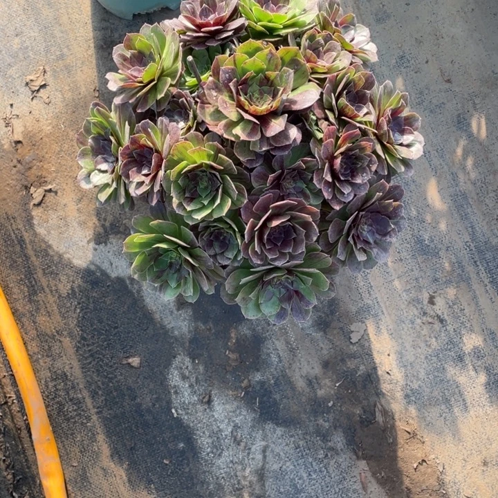 21花月夜多肉多肉植物多肉