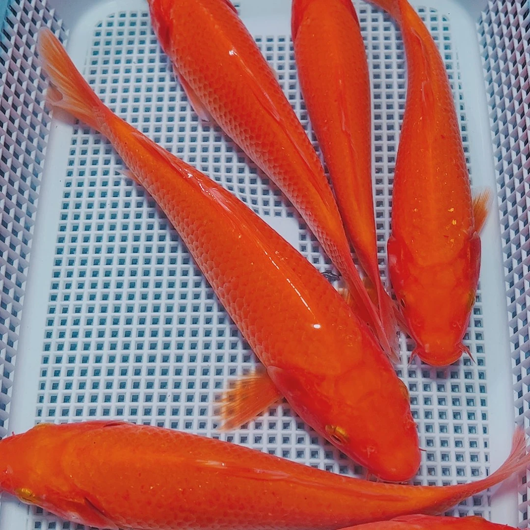 海水鱼锦鲤观赏鱼观赏鱼