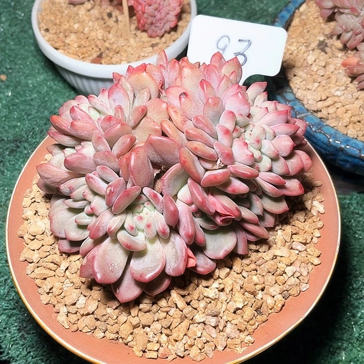 爱丽尔93号码牌子的话