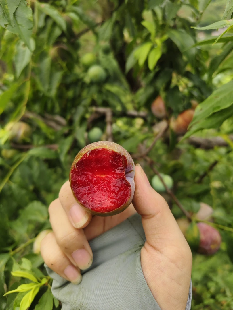 孕妇水果红心李新鲜现摘酸脆爽口维c正宗特大当季