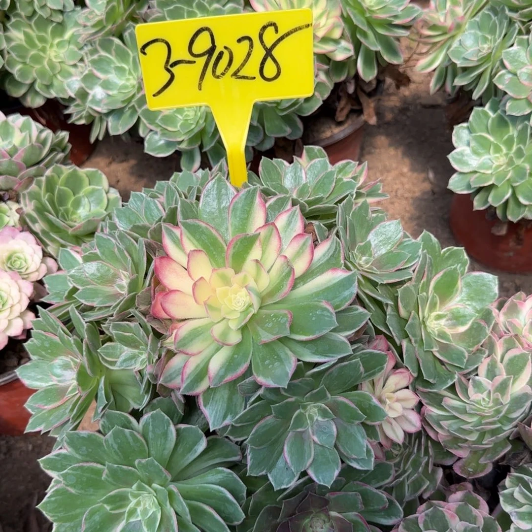 3-9028---万花筒多头