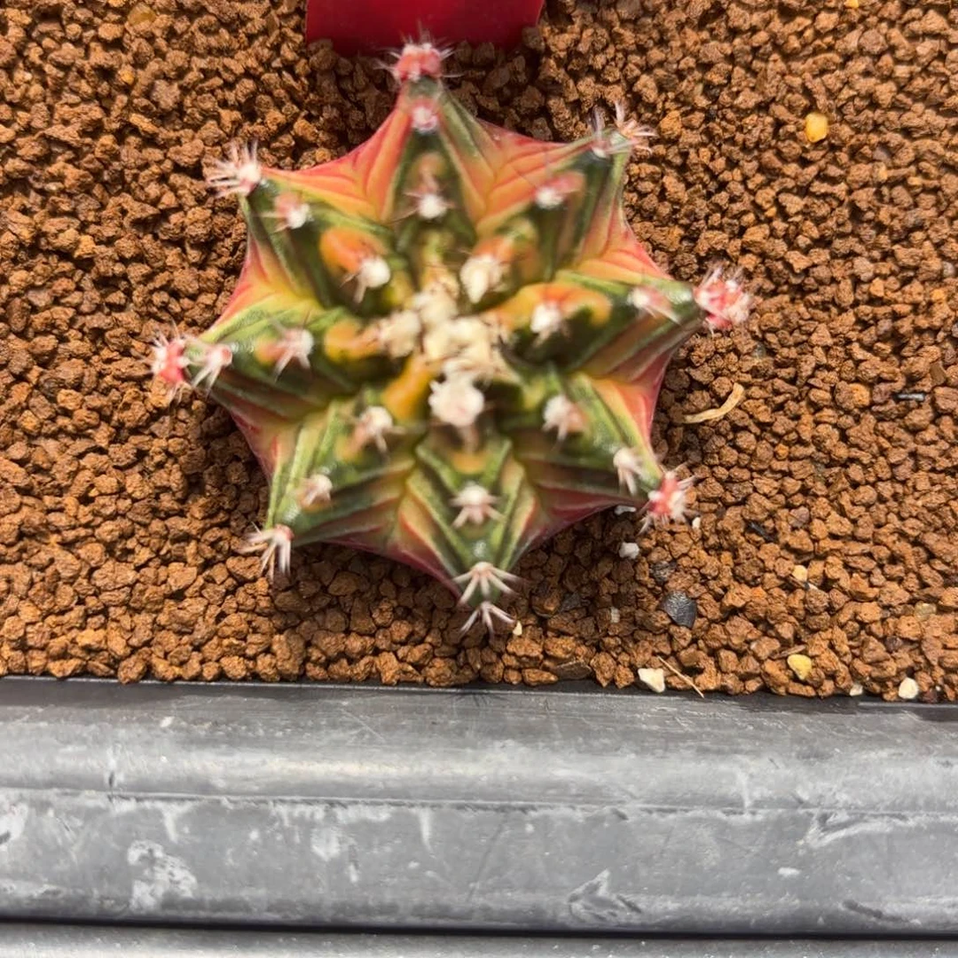 105-0104泰国发货多肉